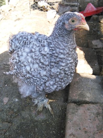 IMG_20140912_155105; Cocos cochinchina urias Barat 2014
