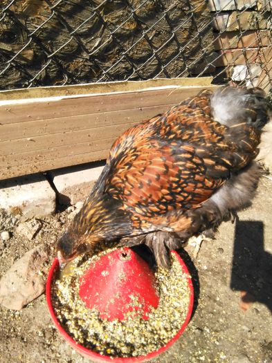 IMG_20140912_155006; G%u0103in%u0103 cochinchina urias Auriu aprilie 2014
