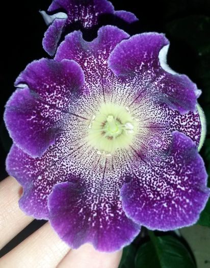  - Gloxinia