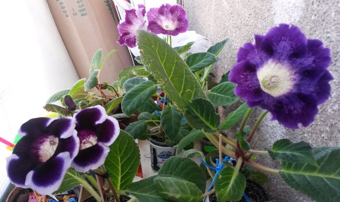  - Gloxinia