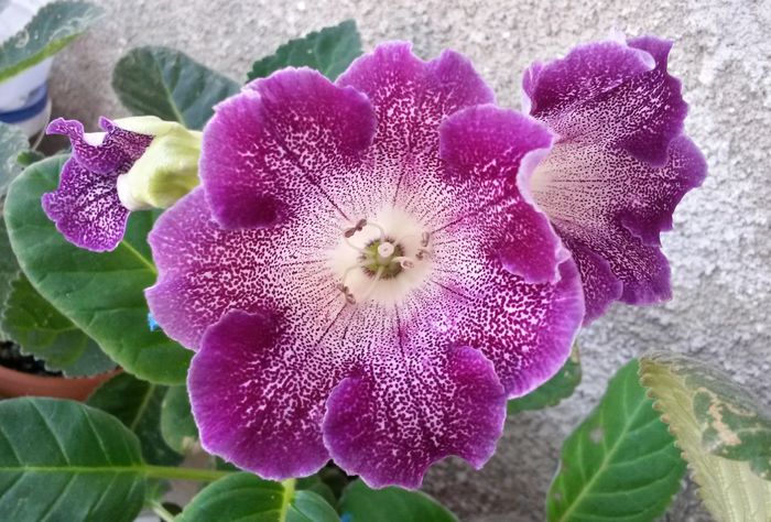 Astral - Gloxinia