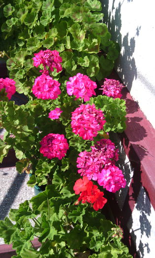 IMG_20140908_150515