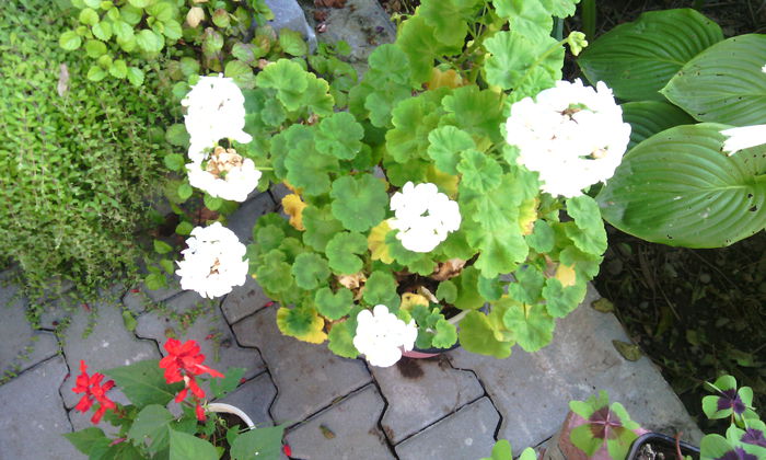 IMG_20140908_151005