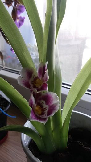Miltonia - Orhidee