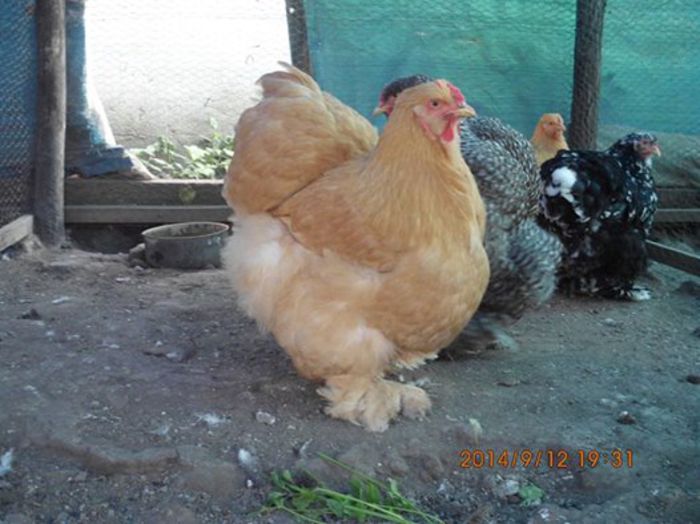 10428050_1538439333056533_5578159816430463597_n - TINERET 2014   1