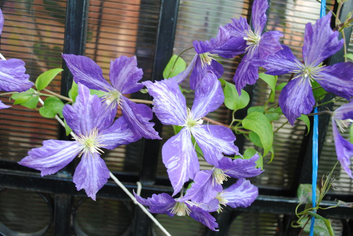 clematis Tie Dye