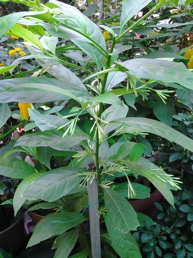 20140911_094153 - cestrum nocturnum