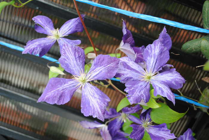 clematis Tie Dye