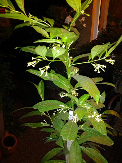 20140912_200746 - cestrum nocturnum