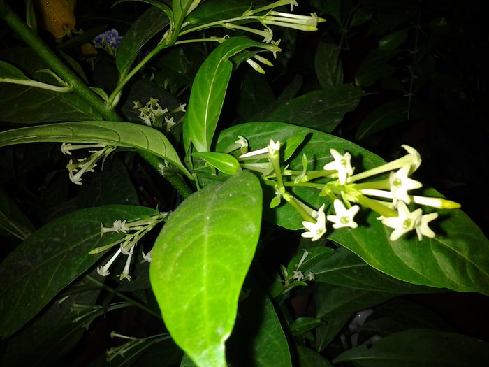 20140912_200931 - cestrum nocturnum