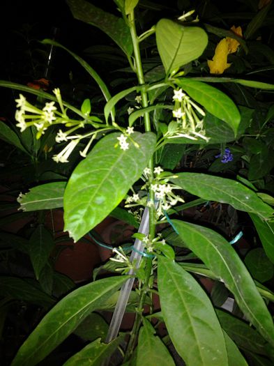 20140912_200952 - cestrum nocturnum