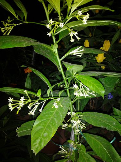 20140912_200959 - cestrum nocturnum