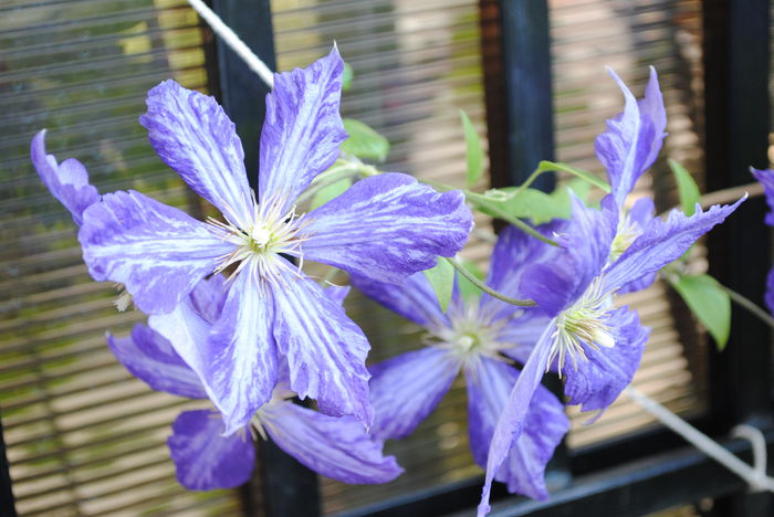 clematis Tie Dye