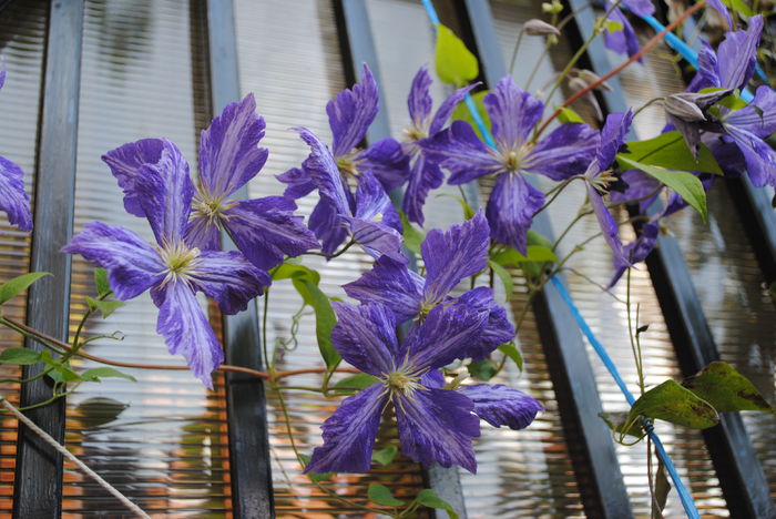 clematis Tie Dye