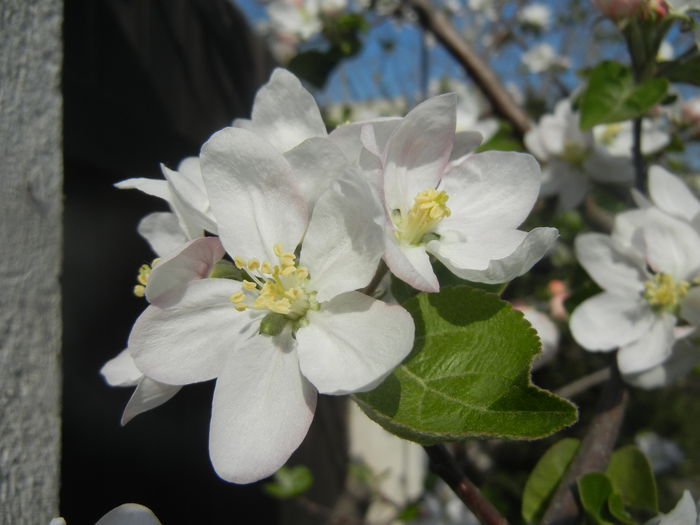 Apple Blossom. Flori mar (2014, April 04)