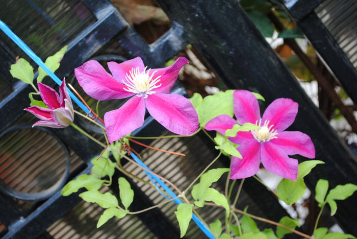 clematis Sunset