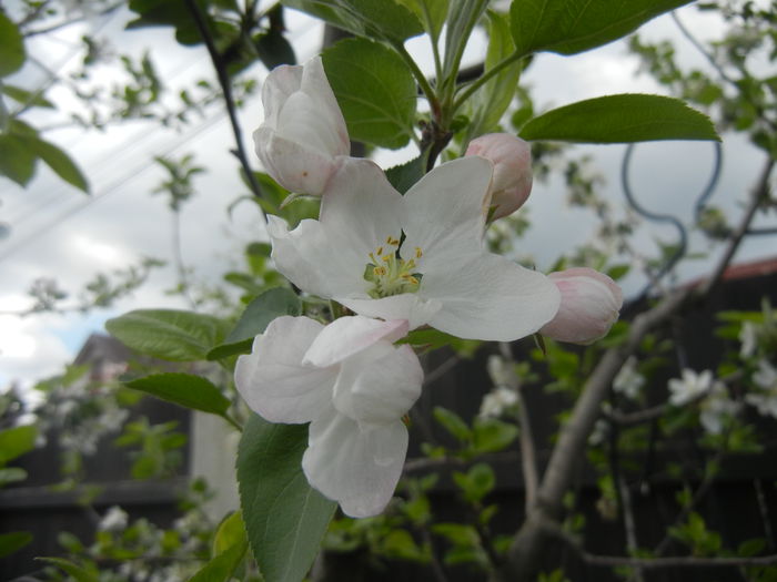 Apple Blossom. Flori mar (2014, April 04)