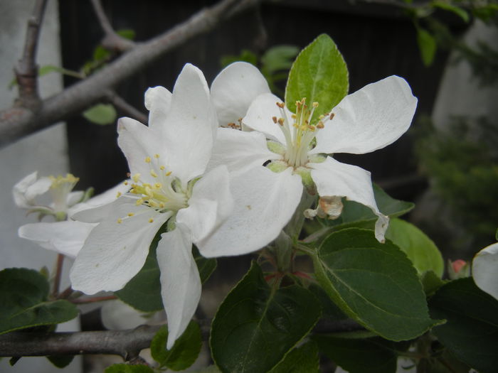 Apple Blossom. Flori mar (2014, April 13)