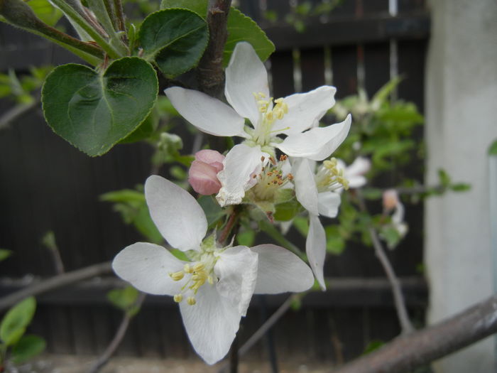 Apple Blossom. Flori mar (2014, April 13)