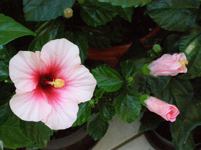 P9120160 - Hibiscusi