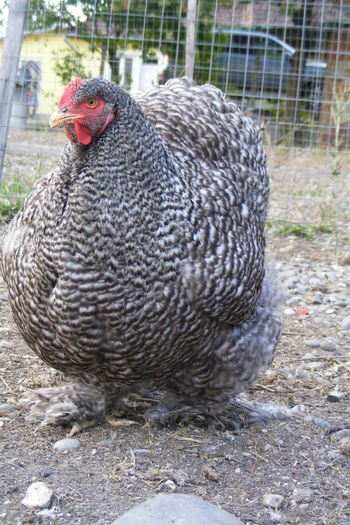 PUICUTE COCHIN - 1c___PUICUTE COCHIN 2014