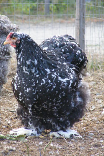 PUICUTE COCHIN - 1c___PUICUTE COCHIN 2014