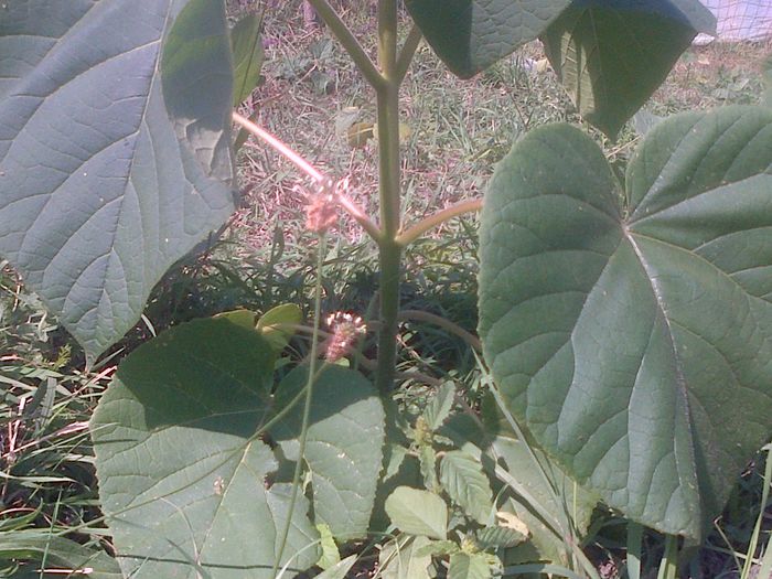 plantati afara de o luna - paulownia inceputul 2014