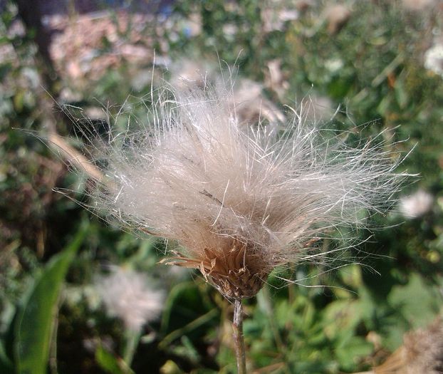 IMG_20140912_135118 - FLORI DE CAMP