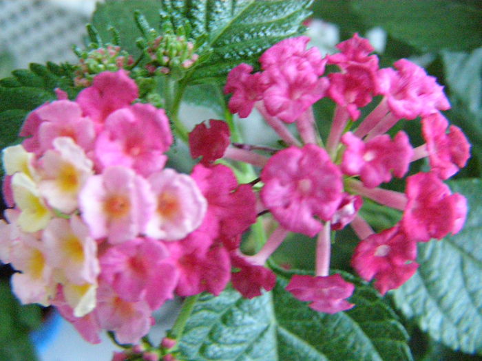 P9120212 - Lantana