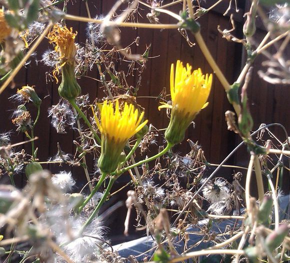 IMG_20140912_134901 - FLORI DE CAMP