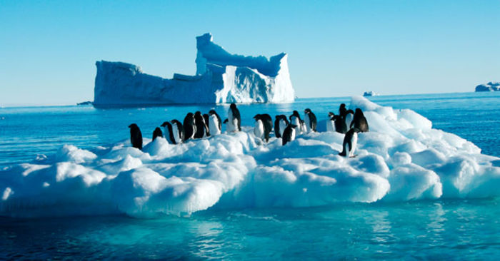 penguins_antarctica - Antarctica