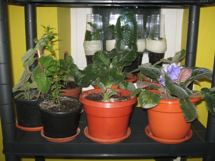 Picture My plants 1168