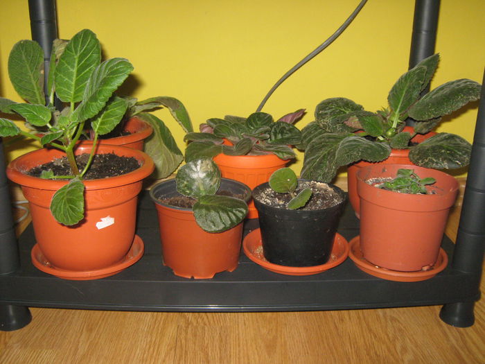 Picture My plants 1170