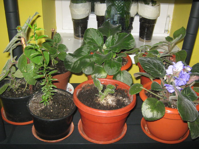 Picture My plants 1171