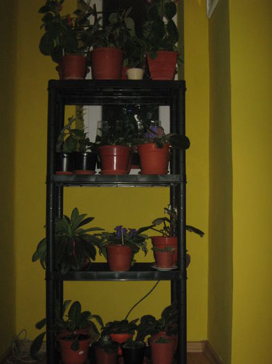 Picture My plants 1174