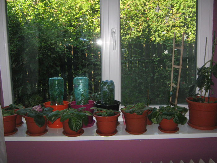 Picture My plants 1164