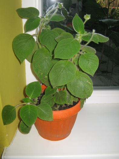Kohleria Bibi; Kohleria
