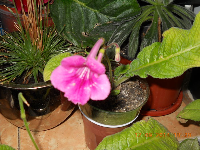 streptocarpusi