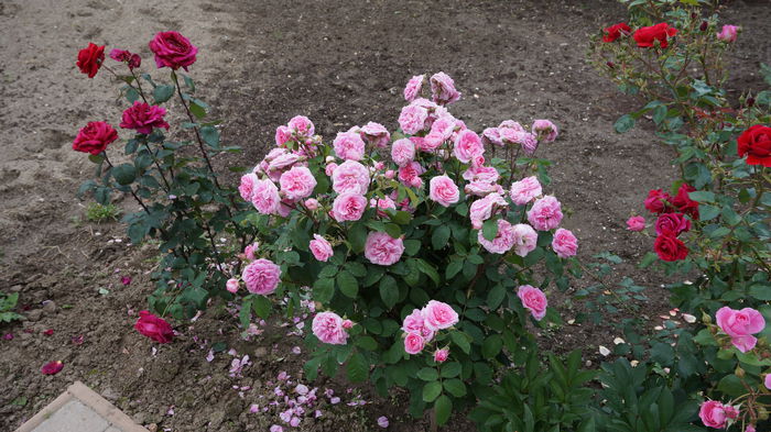 Gertrude Jekyll