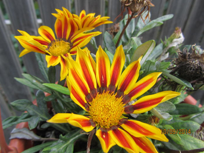 gazania - Si citeva ghivece