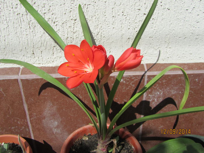 Amaryllis