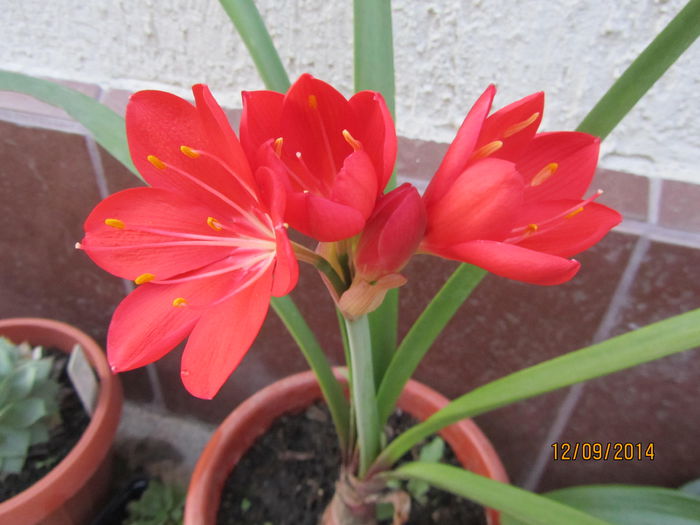 Cyrtanthus elatus