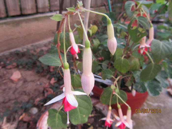 Fuchsia