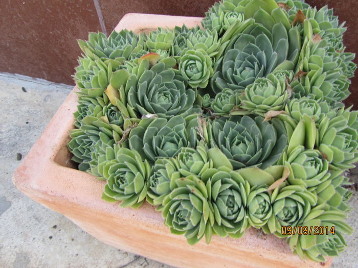 Urechelnita