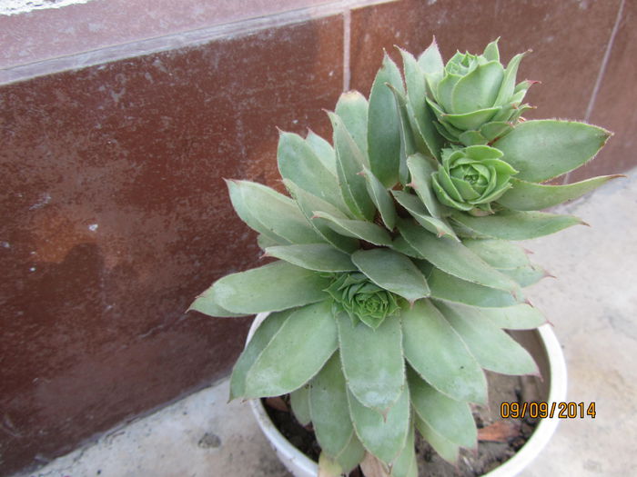 sempervivum