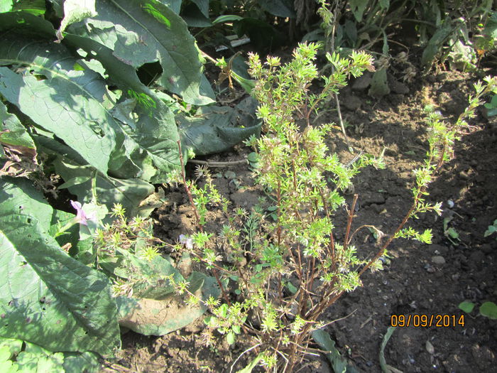 Potentilla fruticosa (Dosiphora)