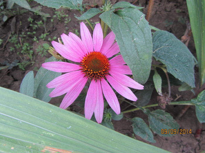 Echinacea