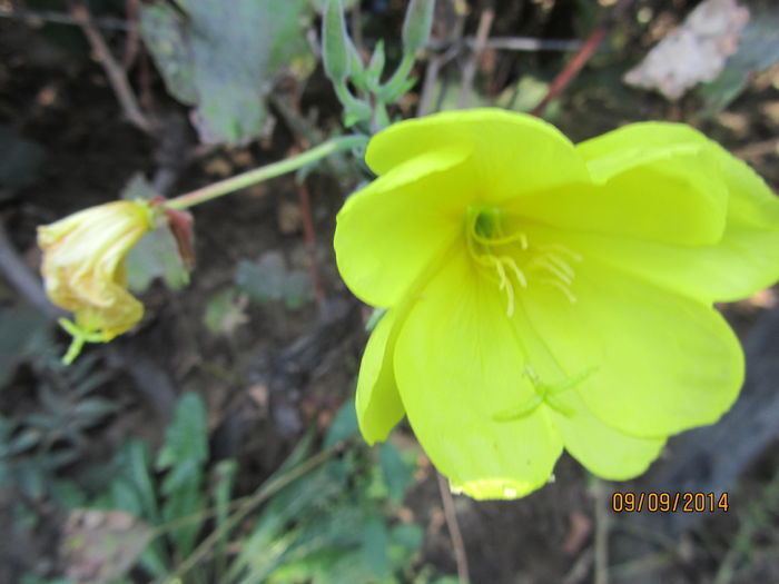 Oenothera