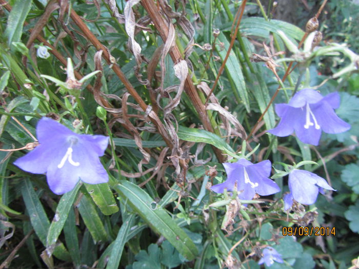 Campanula Platycodon