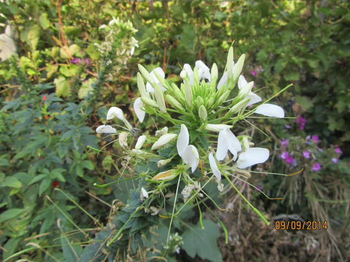 Cleome